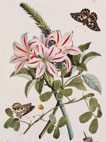Load image into Gallery viewer, Vintage Botanical with Butterflies
